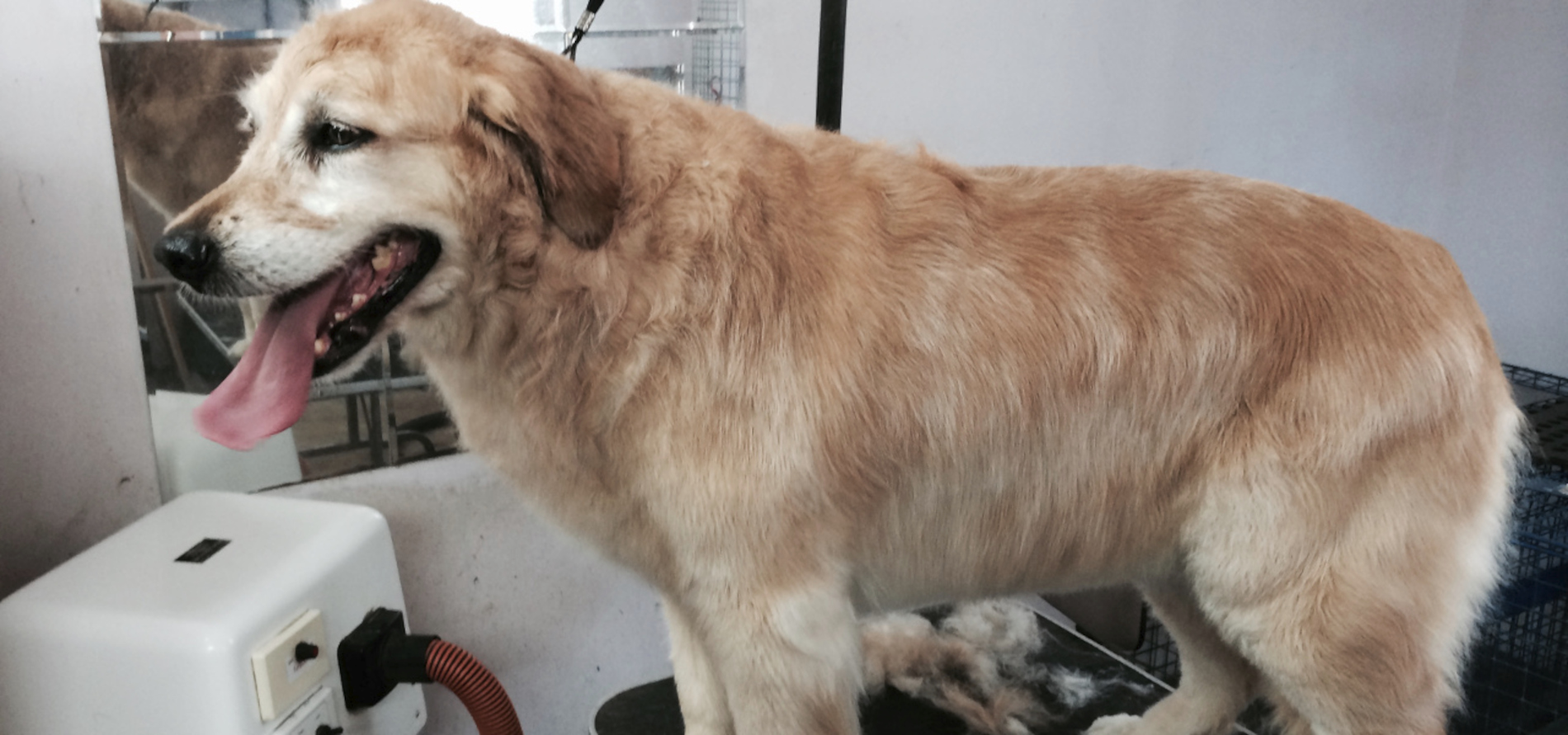 dog being groomed